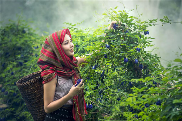 樱花草高清视频在线观看