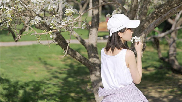 樱花草视频在线观看免费播放在线观看