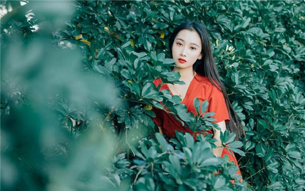 樱花草视频在线观看高清